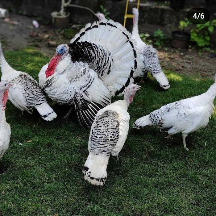 ayam kalkun royal palm
