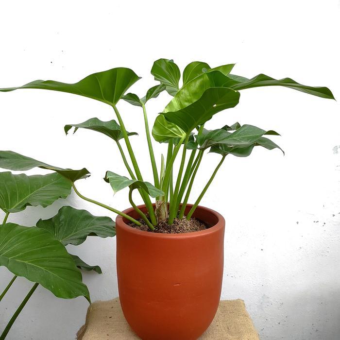 Philodendron Marble / Philo Marble