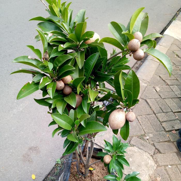 pohon sawo sudah berbuah/pohon buah/ tanaman pohon sawo manis berbuah