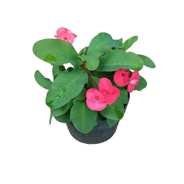 Tanaman Hias Bunga Euphorbia Merah - Bunga Artificial Euphorbia