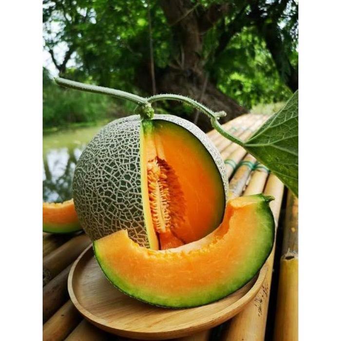 KOMPLIT 4 biji Benih buah melon orange bangkok - bibit melon orange