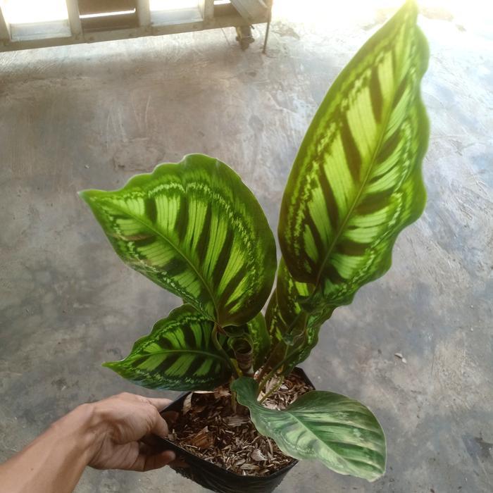 Tanaman Hias Calathea Flamestar