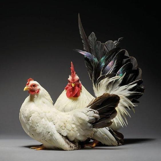 "New" Ayam Kampung Muda Fresh Perekor