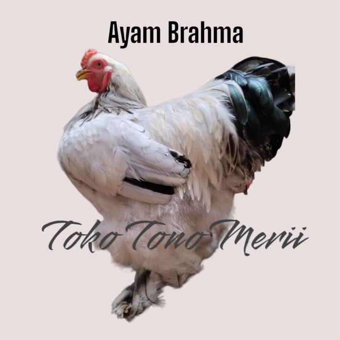 Ayam Brahma - Anak Ayam Brahma - Ayam Hias #Gratisongkir