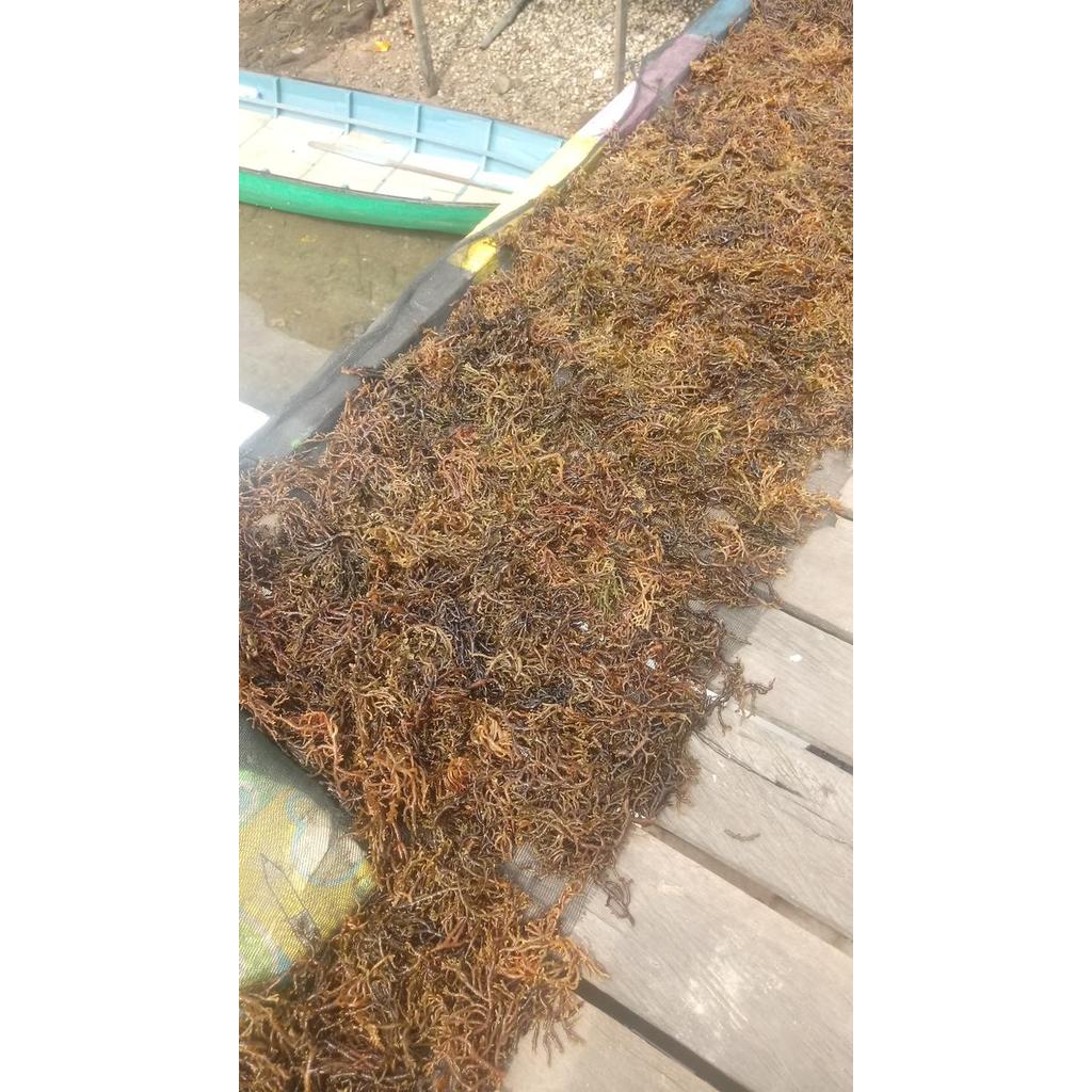 Rumput Laut Cottoni Kering Terlaris