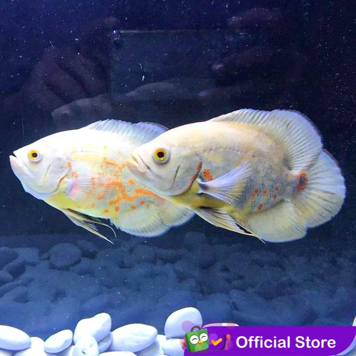 Terlariss Ikan Oscar Albino / Ikan Predator / Ikan Hias Aquascape