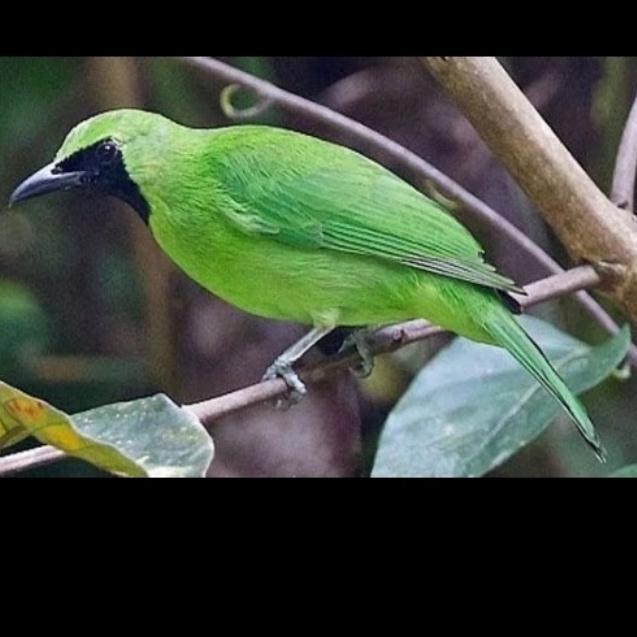 Burung Cucak Ijo Rawatan Rajin Bunyi Sepasang