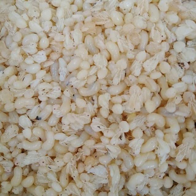 KROTO KHUSUS TELOR BESAR 1KG FRESH PUTIH