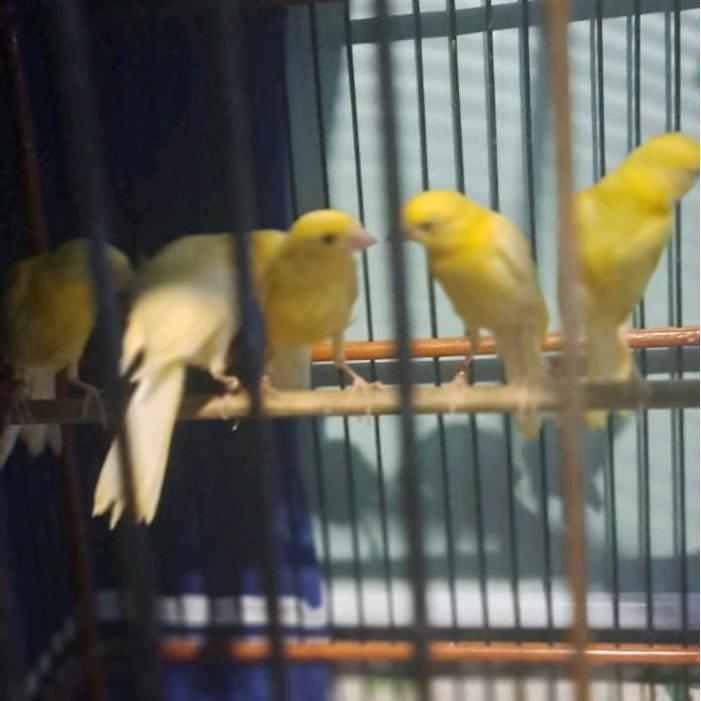 Kenari F1 Giboso Bergaransi Warna Kuning Intensif/Podang #Gratisongkir