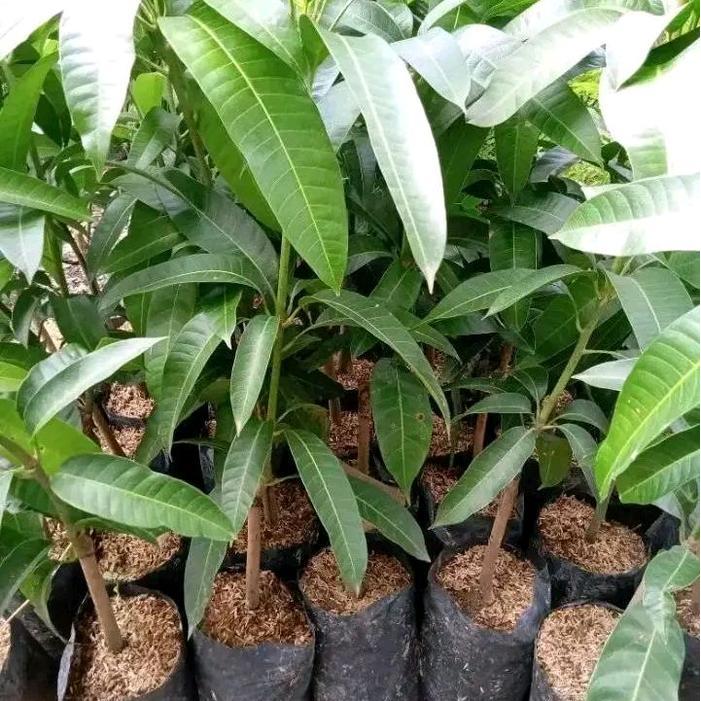 "New" [COD] BIBIT MANGGA KIOJAY BIBIT MANGGA JUMBO KIOJAY OKULASI