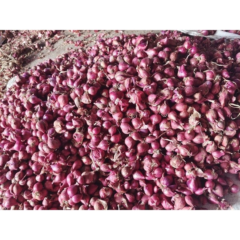 BAWANG MERAH  - BAWANG MERAH PROBOLINGGO