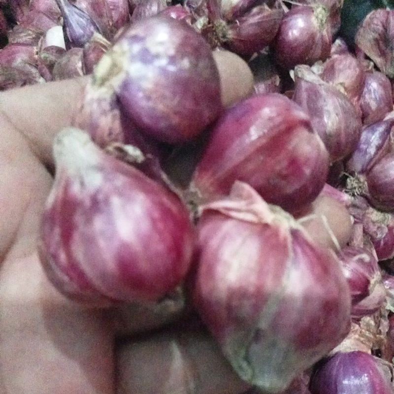 BAWANG MERAH BREBES PILIHAN BESAR 1KG
