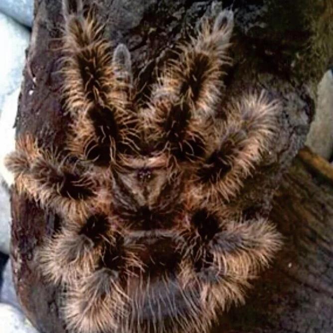 BRACHYPELMA ALBOPILOSUM HONDURAN SLING TARANTULA