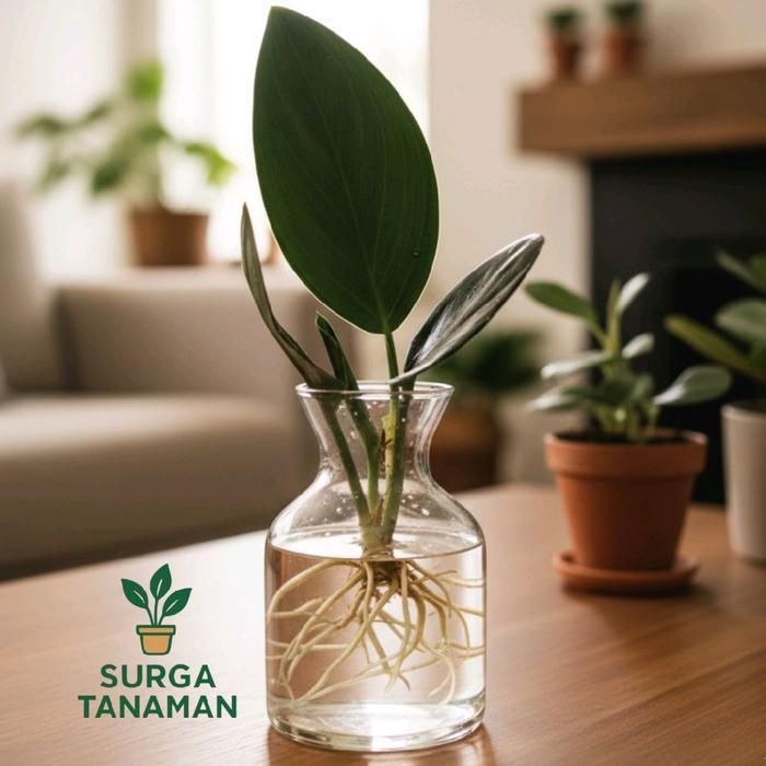 Tanaman hias indoor media air Scindapsus treubi black borneo