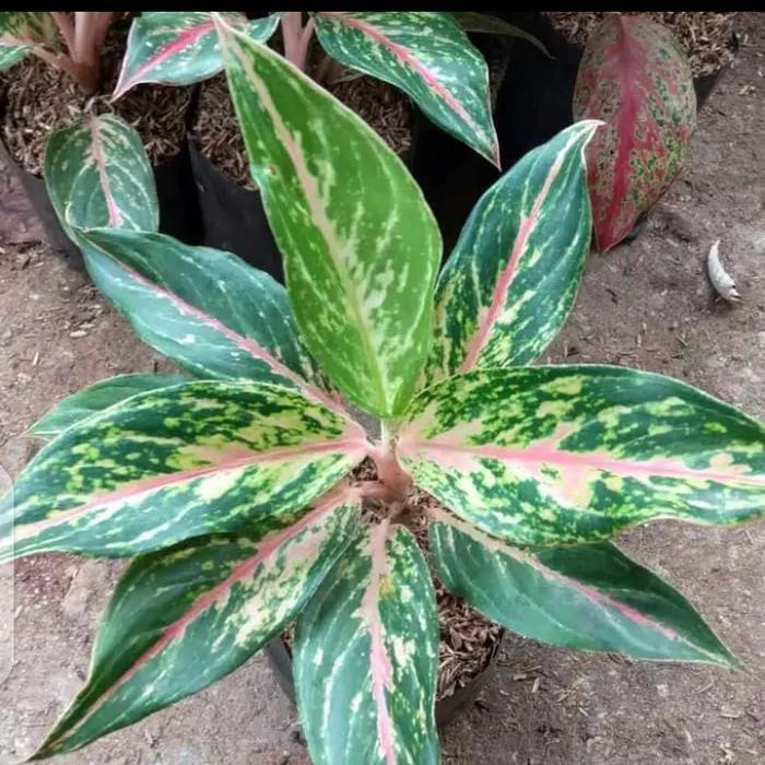 tanaman hias aglonema butterfly - aglonema butterfly