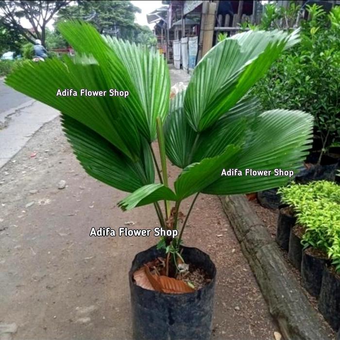 Tanaman Hias Licuala Grandis + Pot Putih Palem Kol Palem Kipas #Promo
