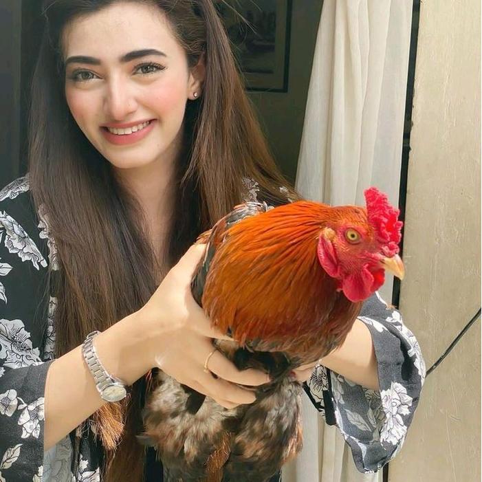 "New" Ayam Kampung Muda Fresh Perekor