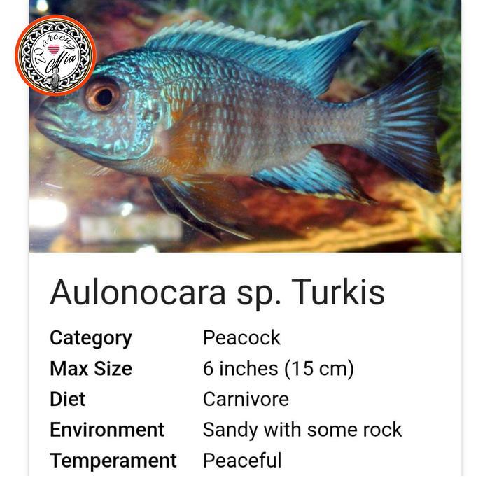 Ready Cichlid Aulonocara Sp Turkis / Peacock Cichlid