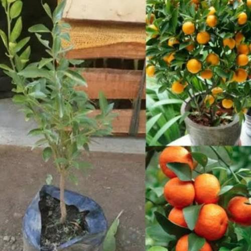 TERMURAH tanaman buah jeruk Santang madu