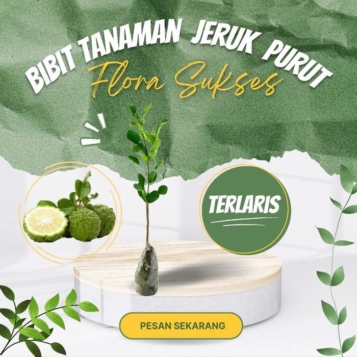 "New" Bibit Tanaman Pohon Jeruk Purut Jeruk Bibit Jeruk Purut Bibit Purut
