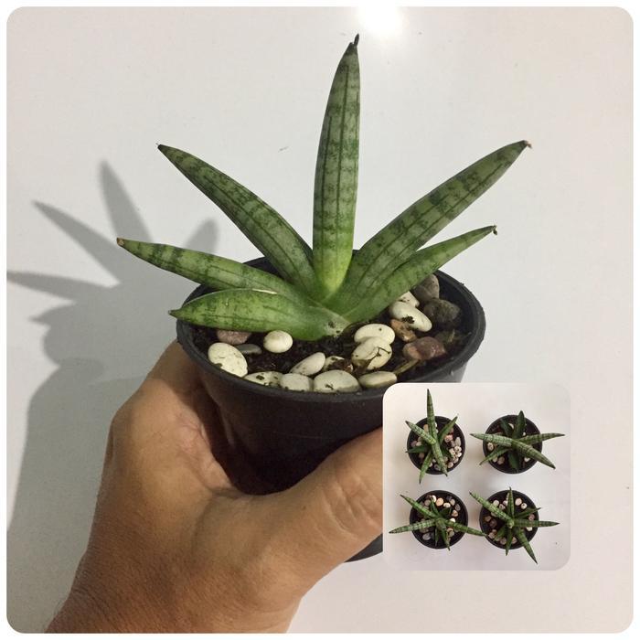 Sansevieria Cylindrica Boncel Sansivera Mini Lidah Mertua Sukulen