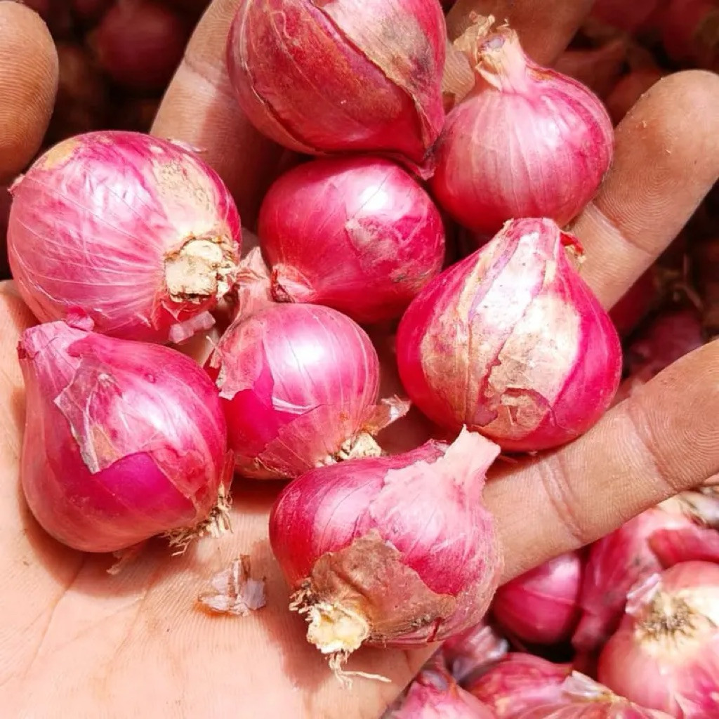 bawang merah besar lokal murah