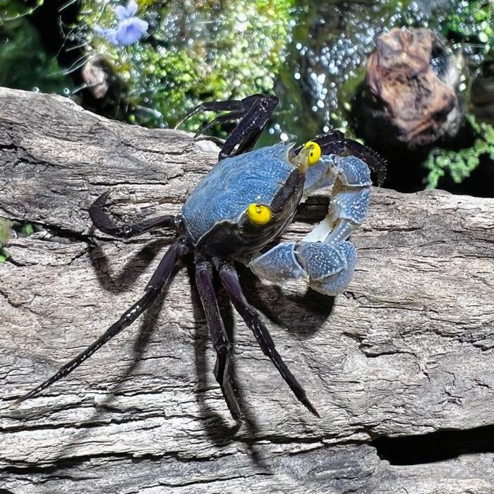 Terlariss Kepiting Gray Star Vampire Crab Geosesarma / Kepiting Abu / Kepiting Hias Air Tawar
