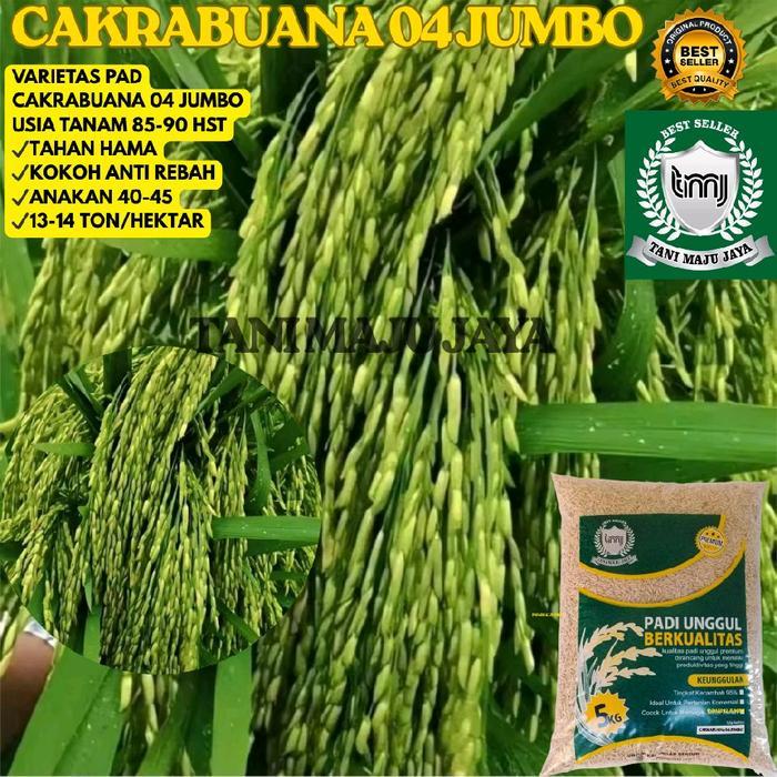 BIBIT PADI BENIH PADI UNGGUL VARIETAS CAKRABUANA 04 JUMBO KEMASAN 5 KG Biji Pupuk Tanaman