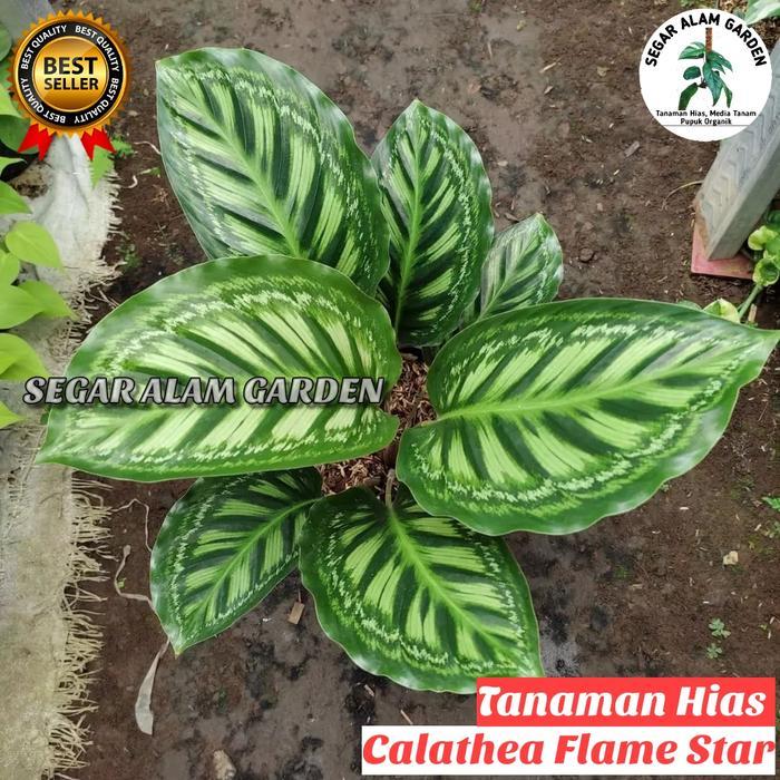 Tanaman Hias Calathea Flamestar - Flamestar