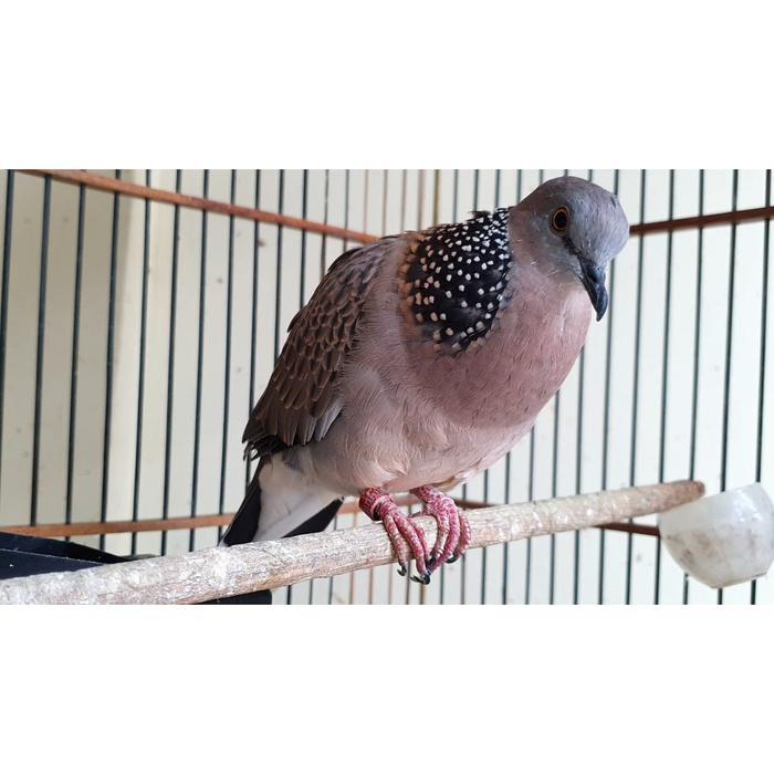 Ready - Burung Tekukur Dewasa Jantan Rajin Bunyi Gacor -Gratisongkir