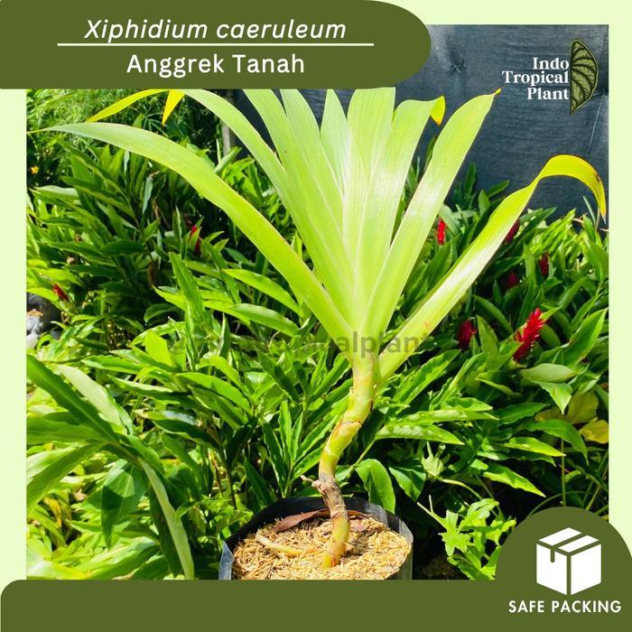 [Khusus Instan] Tanaman Hias Poderosa / Anggrek Tanah Daun Kipas / Xiphidium Caeruleum Ready