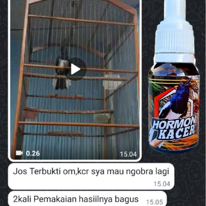 Hormon Kacer,Tercepat Bikin Kacer Konslet Buka Ekor Terlaris