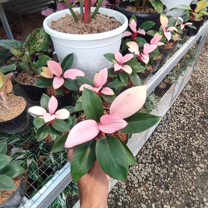 Philodendron Pink Kongo / Tanaman Hias Pink Kongo
