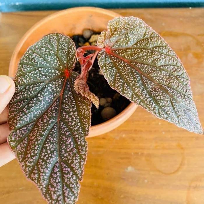 Tanaman Hias Begonia Wings - Begonia Silver - Begonia Wing - Begonia