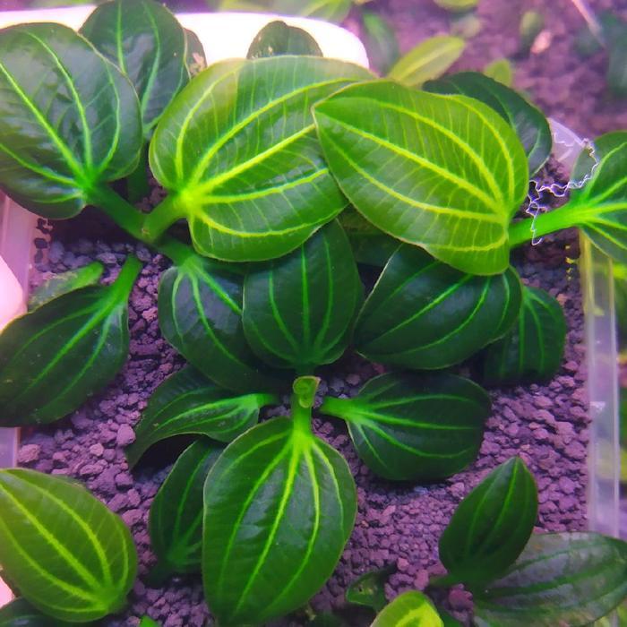 Ready Echinodorus Iguazu 2009 Asli, Full Daun Air Foto Real Pict