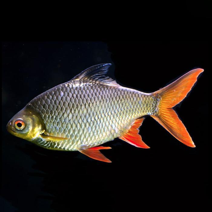 Terlariss Kaviat Hijau / Kafiat Tinfoil Barb / Ikan Hias Air Tawar