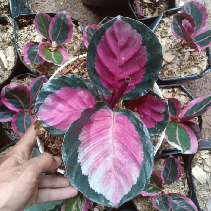 Calathea Pink Rossy
