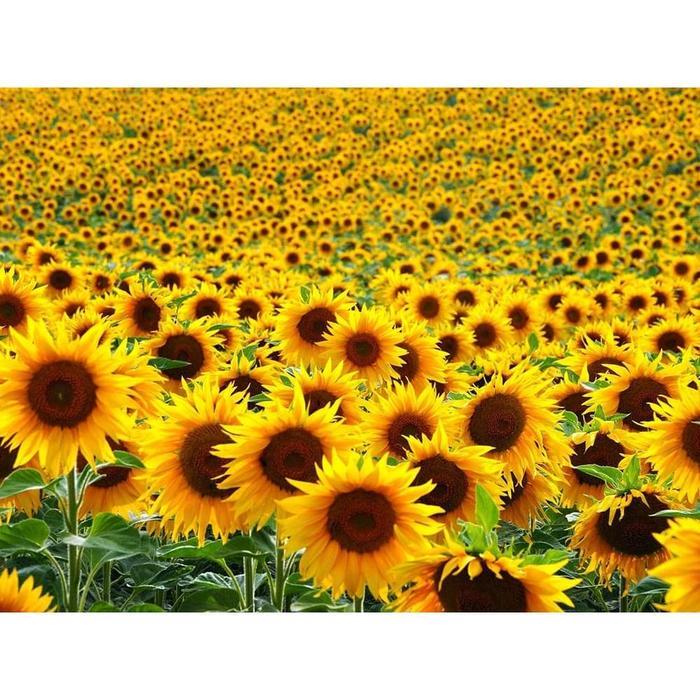 "New" Bibit Benih Biji Bunga Matahari Black Hole Sun Flower Bibit Unggul