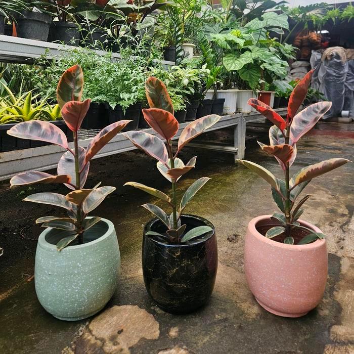 Ficus Elastica Tineke Ruby / Karet Kebo Variegata Ruby