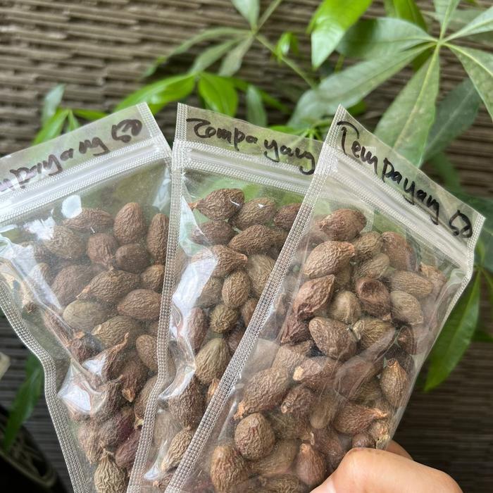 Buah Tempayang 100gr / Biji Kembang Semangkuk - 50gr - BERAT 50gr