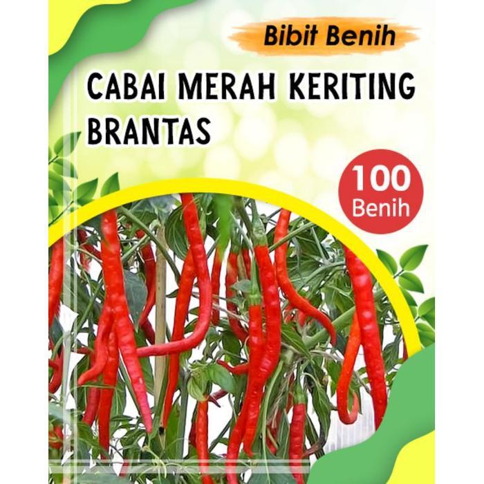 MURAH 100 biji Benih cabe merah keriting brantas F1 - bibit cabe merah keriting
