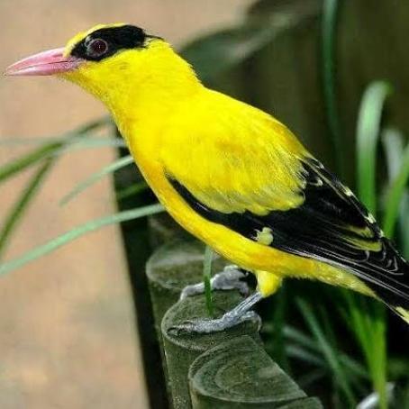 Burung Kepodang Emas J A W A/ Kepodang Emas Kecil Pilihan #Gratisongkir