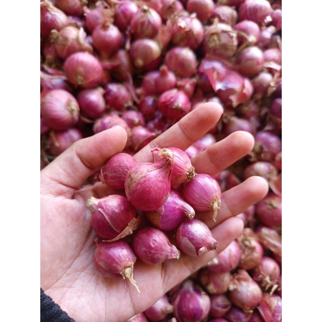bawang merah lokal ukuran kecil super/bawang merah tanggung  / bawang merah lokal / bawang merah / b