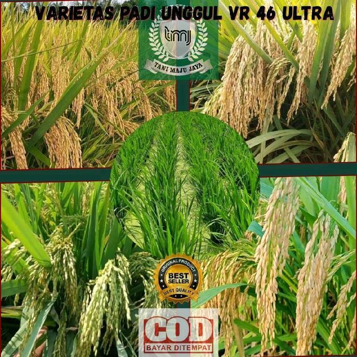 Bibit Padi Benih Padi Unggul Varietas Vr 46 Ultra Kemasan 5 Kg Tanaman Pupuk #Promo