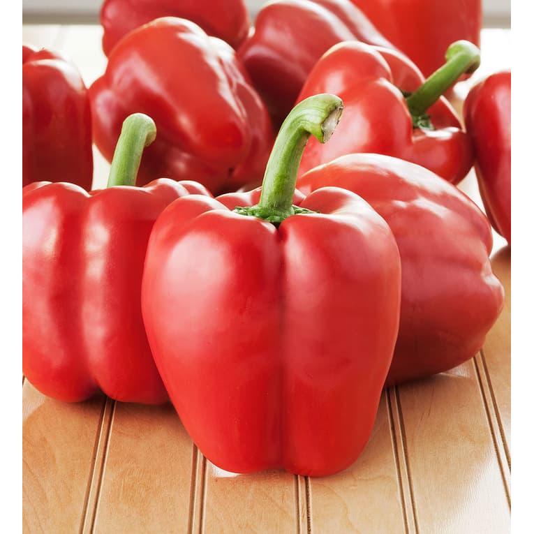 Paket Hemat Bibit / Benih / Biji Paprika Isi 4 Jenis Warna Menarik #Promo