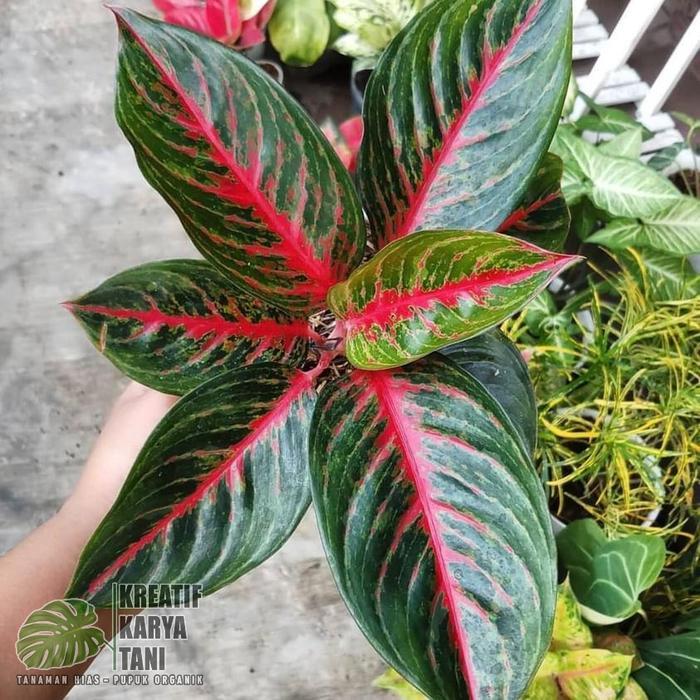 "New" Tanaman hias aglonema red borju - Aglonema red borju