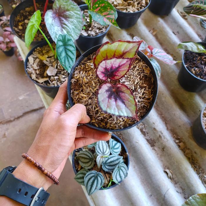 Tanaman Hias Begonia Rex Beleaf - Begonia Rex - Indoor