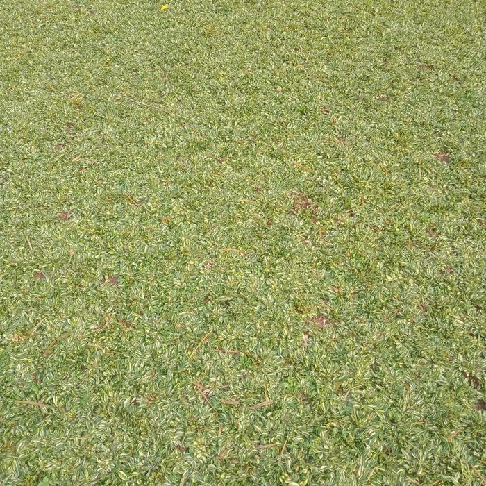 Terlaris Rumput Gajah Mini Putih/Varigata -Gratisongkir