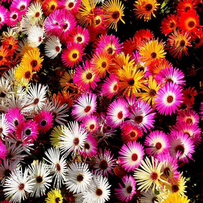 "New" Biji Bibit Benih Tanaman Hias Bunga Kertas DAISY LIVINGSTONE Mix Warna - Isi 200 biji