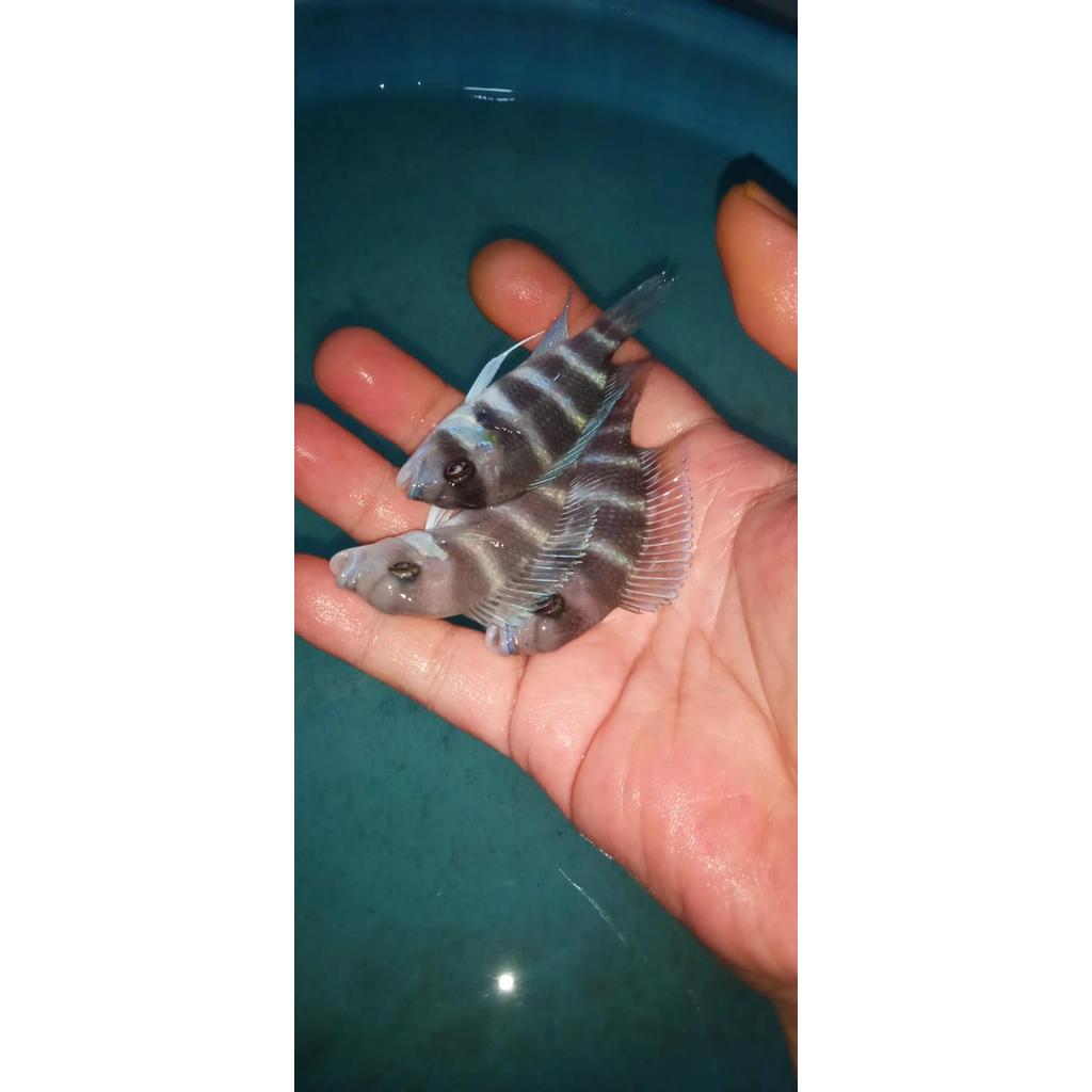 (7 Cm) Frontosa Burundi Cichlid #Gratisongkir